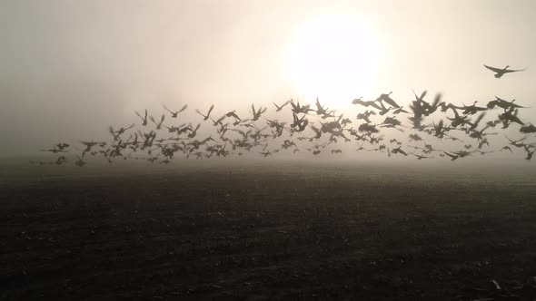 Geese Taking Flight In Farm Field Low Fog Aerial