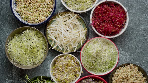 Top View of Various Kinds Microgreens Sprouts in Colorful Bowls alt