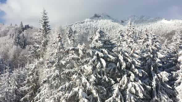 Spectacular Winter Landscape   Aerial Images Over Snowy Fir Trees In The Mountains alt