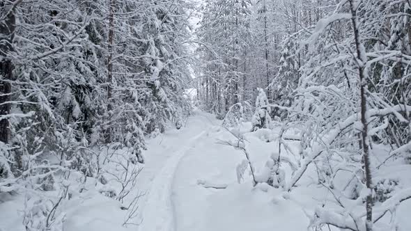 Walk along the forest trail in winter with trees beautifully covered with snow alt