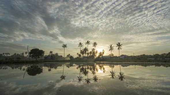 Timelapse reflection of coconut trees alt