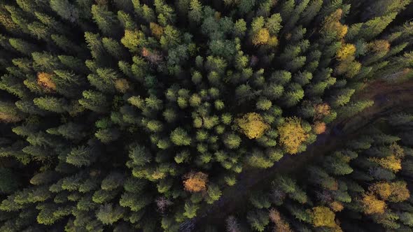 Summer Early Autumn in Forest Aerial Top View