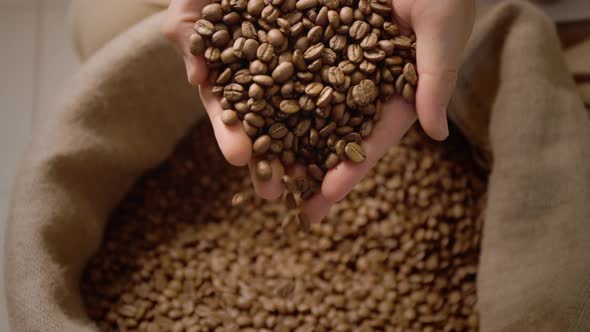 Farmer's Hand in a Bag of Coffee Beans Checks the Harvest and Roasting alt