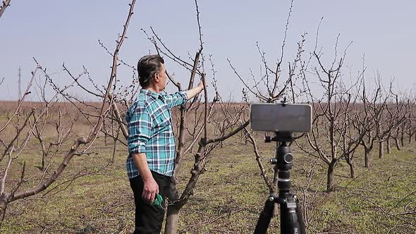 Young Farmer Pruning Fruit Tree in Spring alt