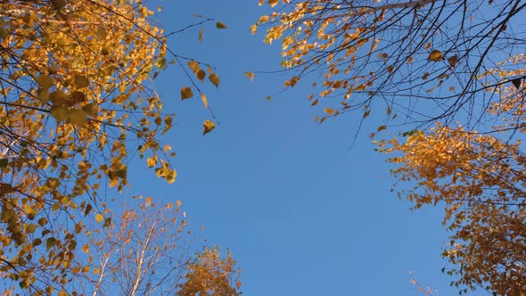 The Blue Sky Peeps Through the Birch Branches