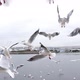 Flying Seagulls Hunting for Food in Slow Motion Odaiba Tokyo - VideoHive Item for Sale