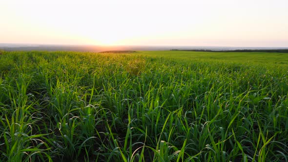 Gold Sunset in the Skyline. Organic Wheat Growing in the Farm in the Sun's Rays at Sundown alt