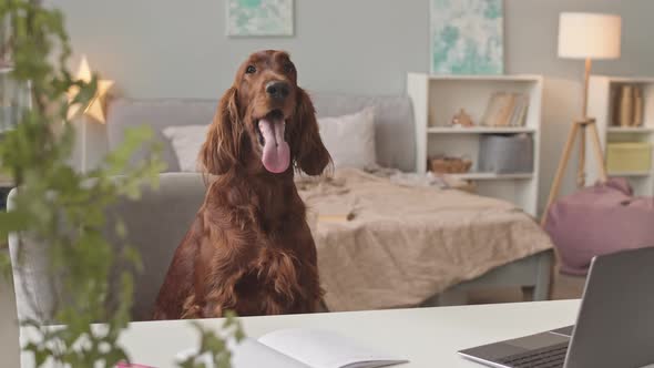 Irish Setter Dog at Girls Bedroom alt
