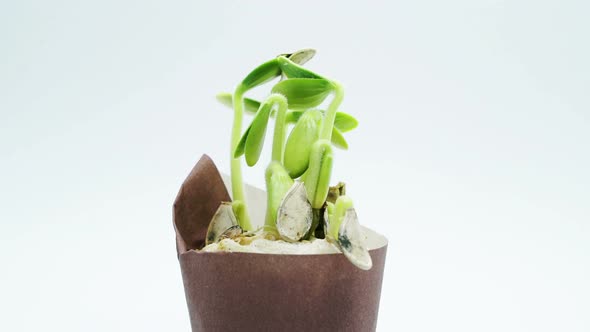 small plant growing in pot, sprouts germination
