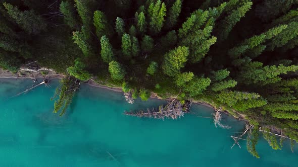 River shore and the forest alt