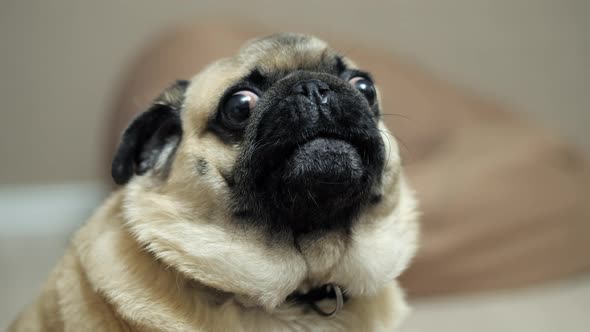 Closeup Portrait of a Pug Dog Surprised Growling and Indignant Looking at the Camera alt