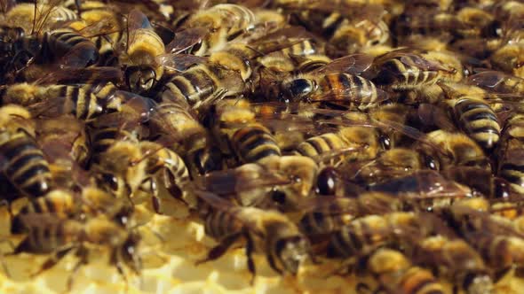 Macro Shot of Bees Swarming on a Honeycomb alt