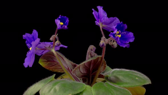 Time Lapse of Growing and Opening Purple Saintpaulia African Violet