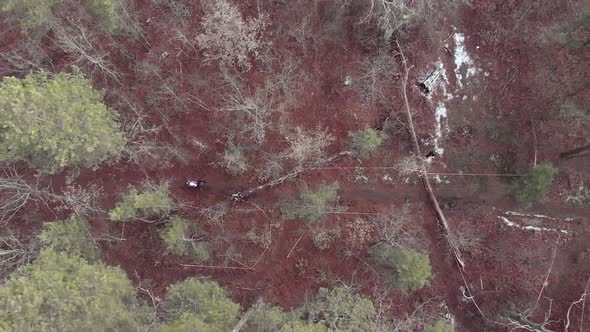 Cyclists are riding through pine tree forest on empty road, aerial top drone view alt