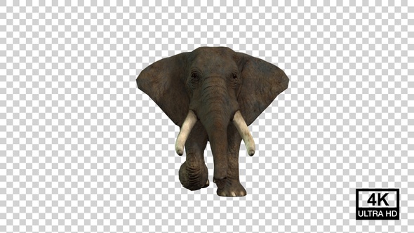 Elephant Walk Back Front View alt
