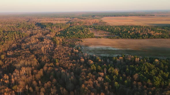 Sunset In The Autumn Forest. Aerial Shot. The Tractor Cultivates The Land