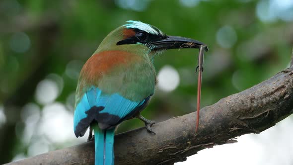 Colorful Motmot Bird with a Lizard in its Beak in the Forest Woodland