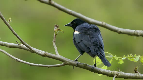 Male red-winged blackbird puffing up its feathers as it is perched on a branch with its back turned alt