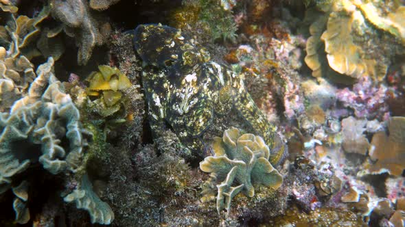 Underwater Video of Small Octopus Swimming in Tropical Exotic Bay Among Corals with Crystal Clear alt