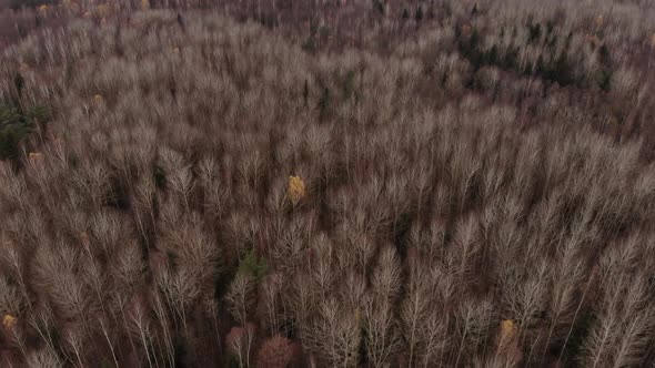 Aerial Shot of the Brown Autumn Trees Tops