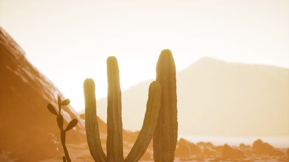 Arizona Desert Sunset with Giant Saguaro Cactus alt