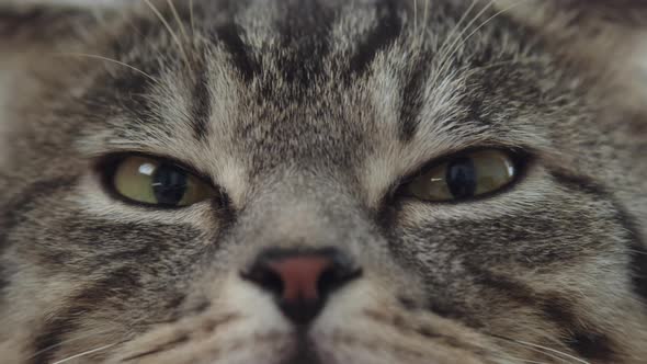 Closeup of a Cat Muzzle with Big Eyes alt