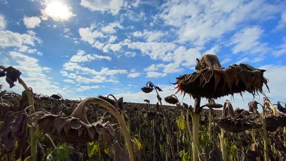 Large Plantation of Ripe Sunflower Ready for Harvest alt