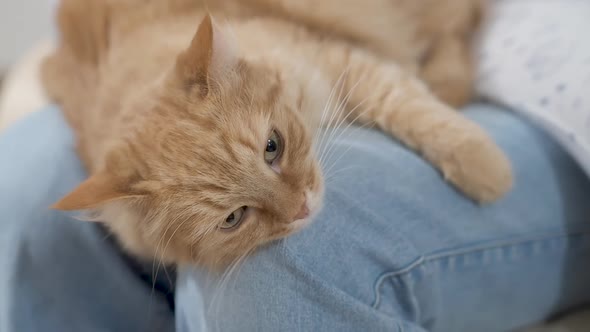 Cute Ginger Cat Is Lying on Woman Knees in Jeans. Fluffy Pet Is Dozing. Cozy Home. alt