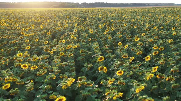 Top View of a Field of Flowering Sunflowers on the Background of Sunset