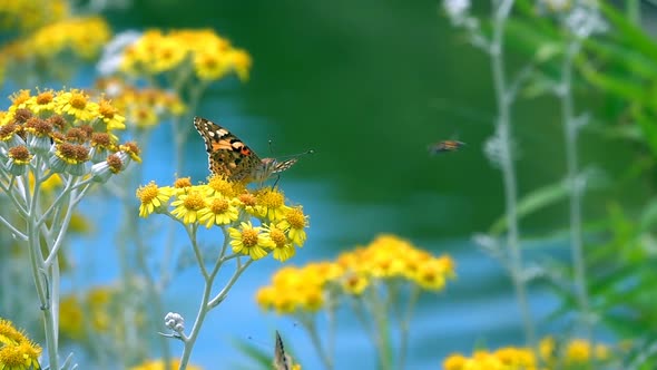 Butterfly Named Vanessa Cardui On Yellow Flowers 18 alt