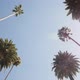 Palm Trees - VideoHive Item for Sale