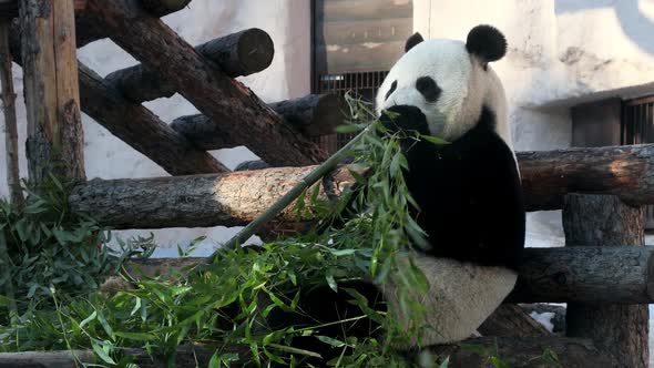 Cute Hungry Animal Panda Bear Favorite Food and Enjoy the Endangered Life