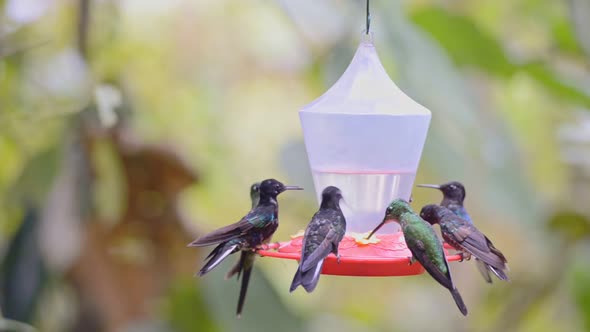 Many hunningbirds flying around and drinking water on a bird feeder in the Ecuador rainforest alt