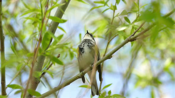 Yellow-rumped warbler (Setophaga coronata) in brushy habitat in Canada. North American migrating bir alt