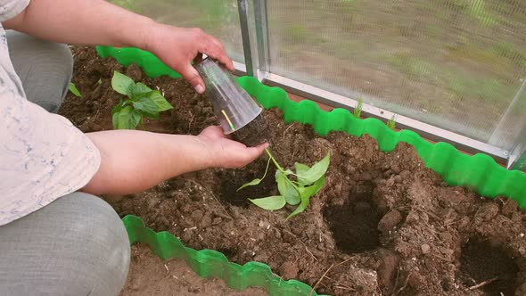 Closeup of Male Hands Planting Seedlings of Sweet Pepper in a Greenhouse alt