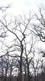 Vertical Video of the Forest with Trees Without Leaves alt