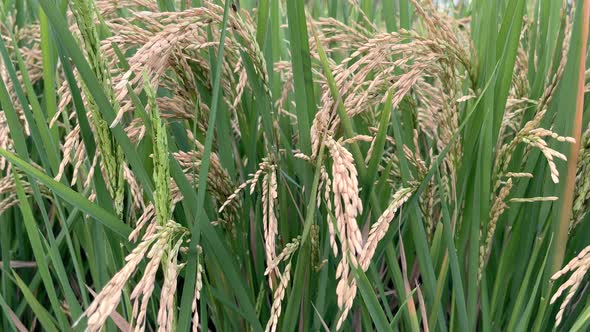 Closeup of Spikelets of Growing Rice