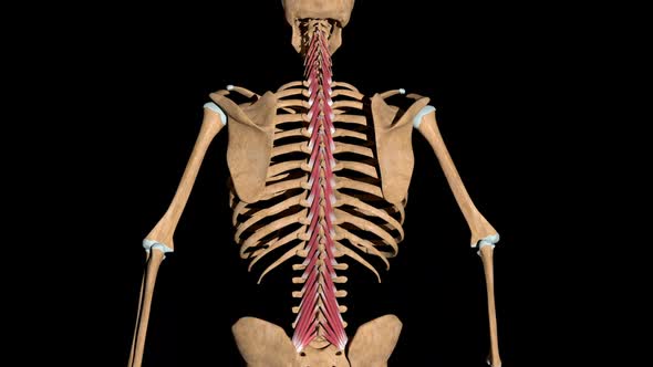 Multifidus Muscles On Skeleton, Motion Graphics | VideoHive