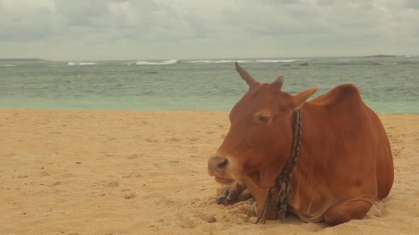 The Symbol of Sri Lanka. Cow on the Beach. alt