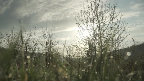 Morning Meadow