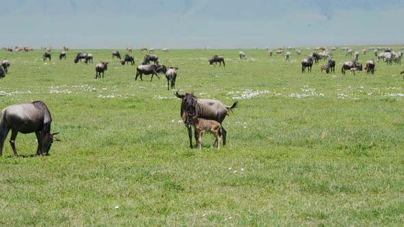 Gnu With Calf Grazing On Plain Background Large Herd Of Antelopes And Zebras alt
