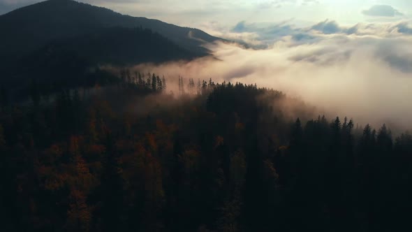 Aerial view: Amazing Thick Morning Fog Covering Mountains Spice and Spruce Forest.