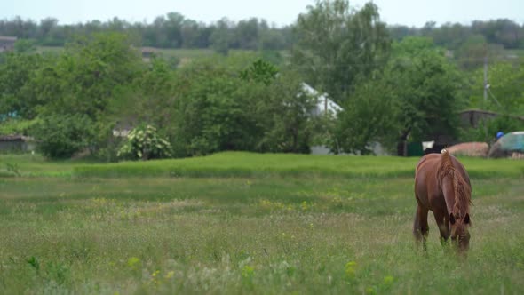 Amazing Brown Young Horse Graze on the Green Field Near Farm in Sunny Summer Day. It Eats Grass alt
