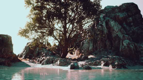 Exotic Tree on a Cliff Near Ocean alt