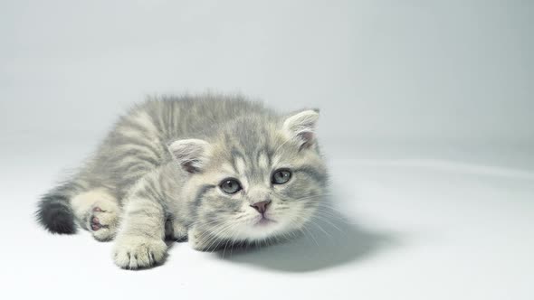 Funny Little Gray Fold Scottish Kitten Kitty Playing on alt