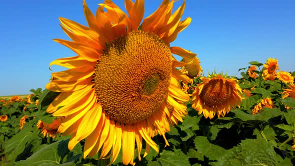 Agricultural field of sunflowers alt