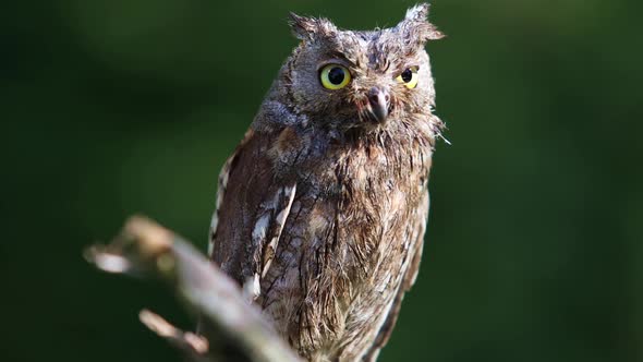 Owl Natural Forest Habitat