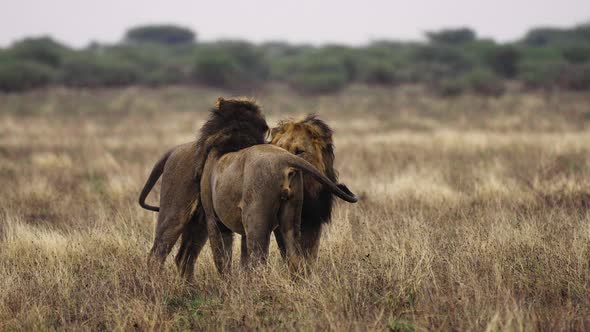 Cuddling Lions In Central Kalahari Game Reserve, Botswana - wide shot alt