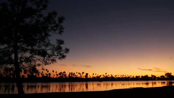 Palm Trees and Pine Silhouettes on Sunset Ocean Beach California Coast USA