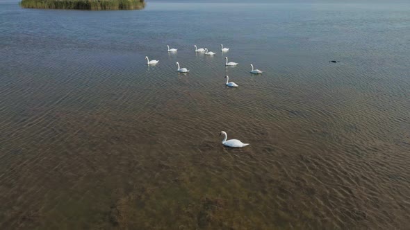 Slow Motion Aerial Filming Drone Flight Over Beautiful Wild White Swans in Lake Waters Lot of alt